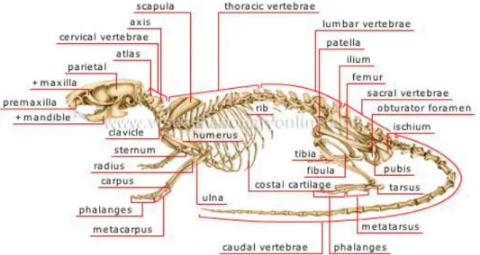 Gambar 13. Kerangka Mencit (Mus musculus L.) (Amsel, 2012) 