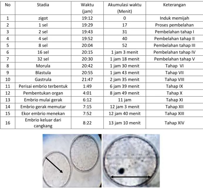 Tabel 1. Waktu akumulsi perkembangan embrio ikan mandarin (Synchiropus splendiduds). 