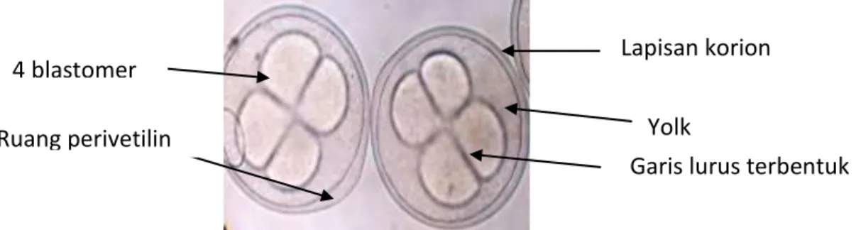 Gambar 2. Pembelahan I, terbentuk dua buah blastomer  Lapisan korion Ruang perivetilin 