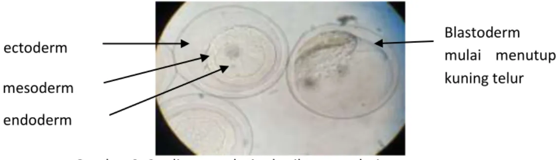 Gambar 10. Pembentukan perisai embrio ikan mandarin  3.5.   Organogenesis ikan mandarin (Synchiropus splendidus) 