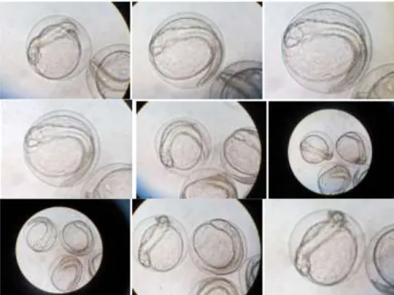 Gambar 12. Awal pergerakan embrio ikan mandarin  Kepala embrio 