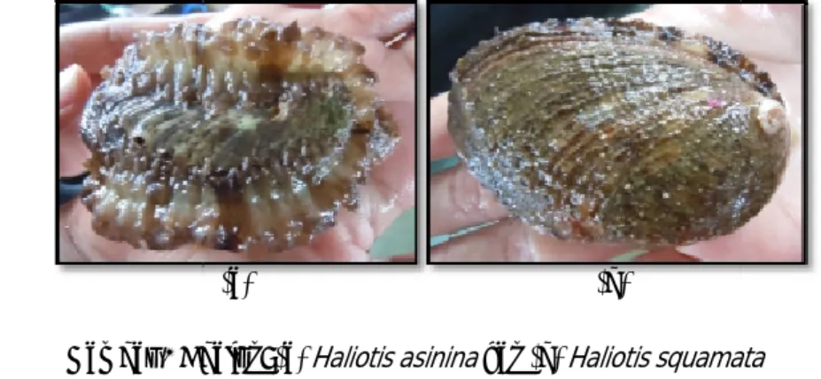 Gambar 1 Abalon: (a)  Haliotis   asinina  dan (b)  Haliotis   squamata