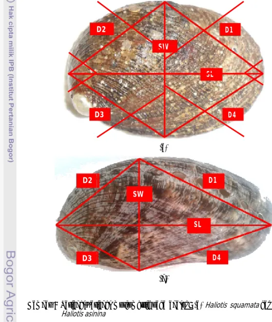 Gambar  9  Variabel-variabel  morfometrik pada  abalon:  (a)   Haliotis    squamata  dan (b)   Haliotis   asinina              