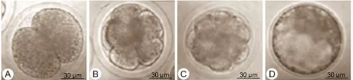 Gambar 2   Perkembangan embrio hasil fertilisasi in vitro: A) Embrio tahap pembelahan 2  sel; B) Pembelahan 4 sel; C) Embrio tahap morula; D) Embrio tahap blastosis