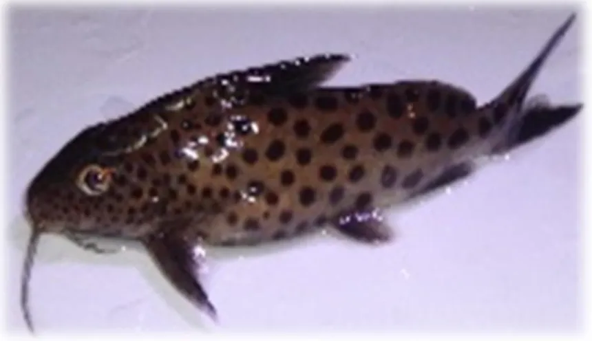 Gambar 4. Ikan Synodontis multifuctatus  Sumber : Dokumentasi Pribadi 