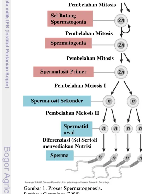 Gambar 1. Proses Spermatogenesis. 