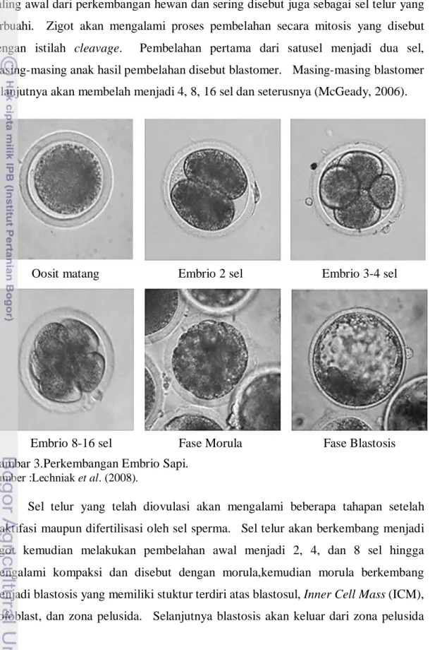 Gambar 3.Perkembangan Embrio Sapi. 