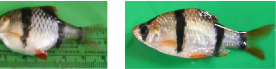 Gambar 1  Penampilan morfologis ikan sumatra (Puntius tetrazona) betina (kiri) dan  jantan (kanan)
