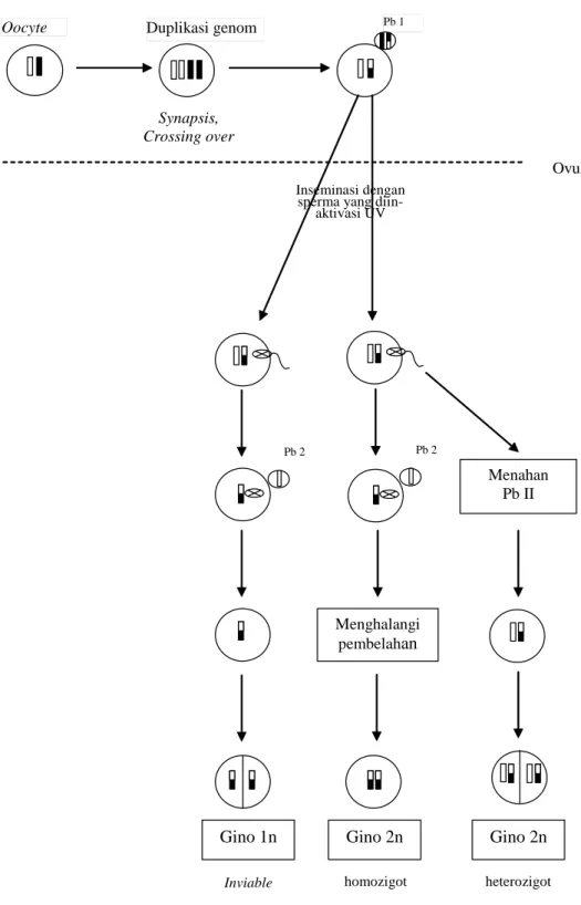 Gambar 3   Diagram ginogenesis yang menghasilkan tipe ginogen homozigot atau  heterozigot (Aray, 2001) 