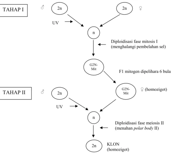 Gambar 4. Diagram skematik produksi klon  
