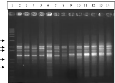 Gambar 5 Pola-pola pita 13 sampel ikan sumatra hasil RAPD mengunakan primer  OPA 4; lajur 1 marker 1 kb plus, lajur 2-6 =K2N ; lajur 7-11 = mitogen; 
