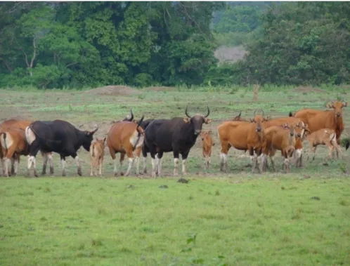 Gambar 1. Satu grup banteng terdiri dari jantan dan betina dewasa, betina remaja dan anakan di Taman Nasional Alas Purwo.