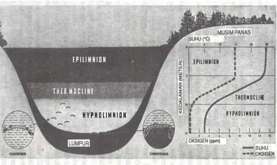 Gambar 1. Lapisan Perairan Danau/Waduk  Berdasarkan Suhu  Sumber :  Odum, 1996 