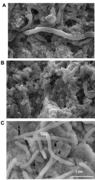 Gambar 2. Citra SEM (perbesaran 10.000x) kristal kalsium  karbonat (CaCO 3 ) yang diproduksi pada medium   urea-CaCl2 (Hyun Jung et al., 2016) 