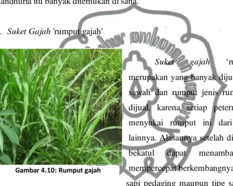 Gambar 4.10: Rumput gajah
