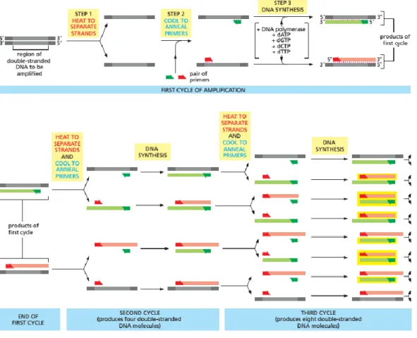Gambar 4. Proses amplifikasi pada PCR  Sumber : Alberts et al., 2008 