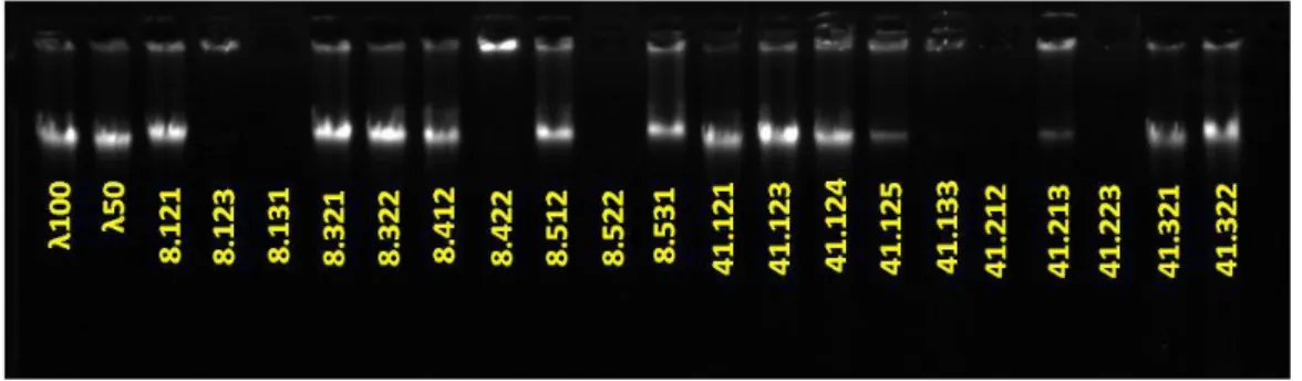 Gambar 5. Elektroforegram Uji Kualitas beberapa DNA padi galur         Sta8-S15-TB16 dan Si41-S15-TB16