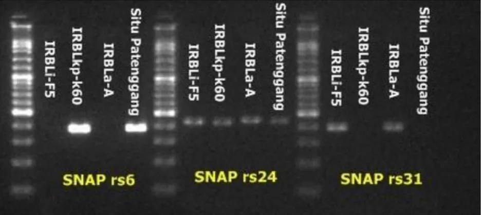 Gambar 8. Optimasi polimorfisme primer SNAP agronomi SNAP rs12,         SNAP rs21, SNAP rs26 dan SNAP rs32 