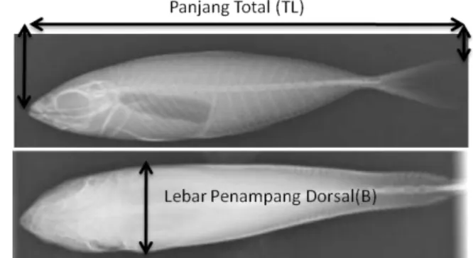 Gambar 7. Penampang lateral dan dorsal ikan 