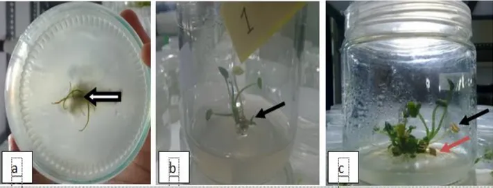 Gambar 1. Pertumbuhan dan Perkembangan Kultur in vitro talas satoimo: a) terbentuknya akar pada pangkal batang (3  HST); b) munculnya tunas pada 2 MST; dan c) perubahan warna daun pada kultur in vitro talas satoimo (3  MST) 