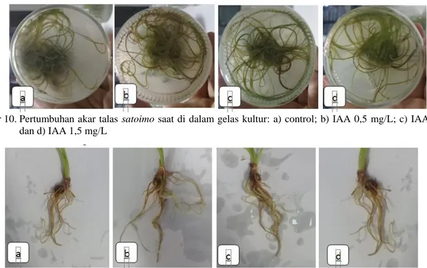 Gambar 10. Pertumbuhan akar talas  satoimo saat di dalam gelas kultur: a) control; b) IAA 0,5  mg/L; c) IAA 1  mg/L; 