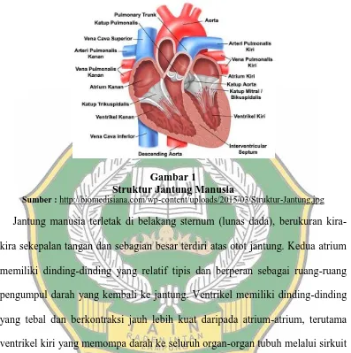Gambar 1 Struktur Jantung Manusia 