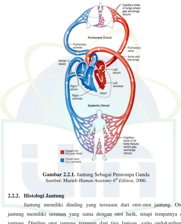 Gambar 2.2.1. Jantung Sebagai Pemompa Ganda   Sumber: Marieb Human Anatomy 6 th Edition, 2006