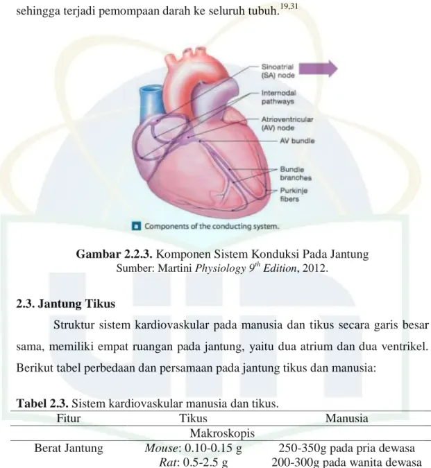 Tabel 2.3. Sistem kardiovaskular manusia dan tikus. 