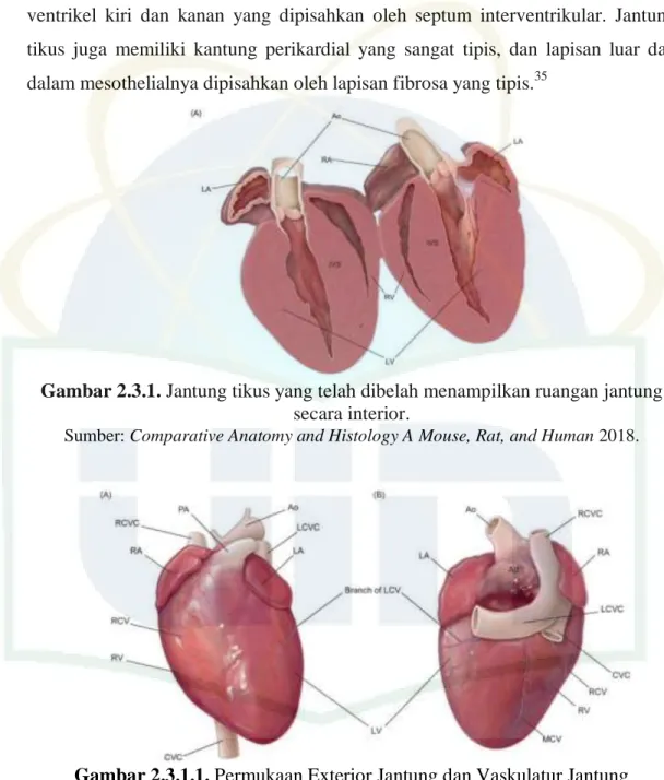 Gambar 2.3.1. Jantung tikus yang telah dibelah menampilkan ruangan jantung  secara interior