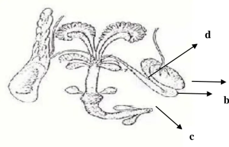 Gambar 4. Sistem Reproduksi Mencit Jantan (Setyadi, 2006)  Keterangan :  a   : Testis  b  : Epididimis  c  : Penis  d  : Vas deferens  d c  a b 