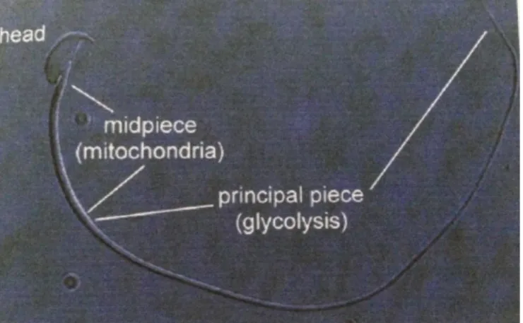 Gambar 6. Morfologi Normal Spermatozoa Mencit ( Rugh,1968 ) 