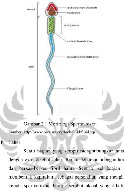 Gambar 2.1 Morfologi Spermatozoa   Sumber: http://www.biosino.org/bodyfluid/fluid.jsp 