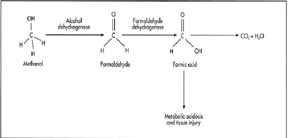 Gambar 2. Metabolisme Metanol 14