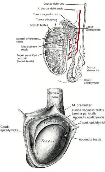 Gambar 5. Anatomi testis 26