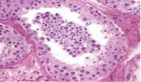 Gambar 1. Gambaran tubulus testis dilihat dengan mikroskop dengan  perbesaran 400x.  12