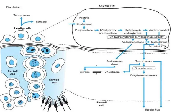 Gambar 2. Steroidogenesis dalam testis menghasilkan hormon testosterone dan estrogen. 15