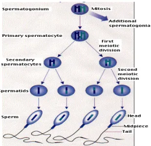Gambar 2.4 Skema spermatogenesis 