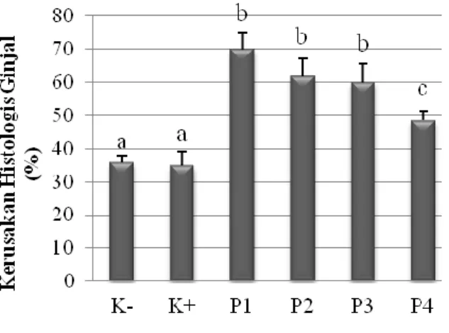 Gambar  2.  Persentase  kerusakan  tubulus  proksimal  ginjal  mencit  (Mus  musculus  L.)  kelompok  kontrol  (K-  dan  K+)  dan  kelompok  perlakuan  (P1,P2,  P3  dan  P4)