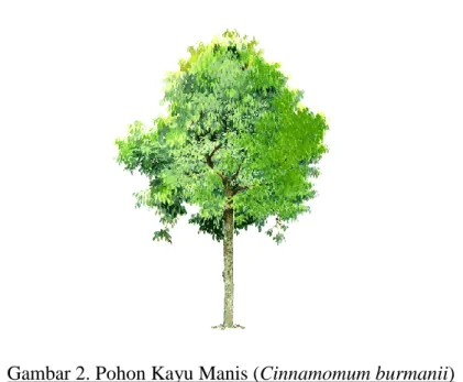 Gambar 2. Pohon Kayu Manis (Cinnamomum burmanii) 
