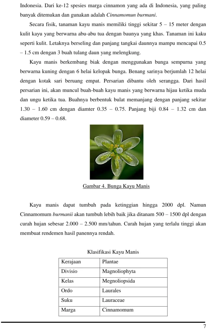 Gambar 4. Bunga Kayu Manis 