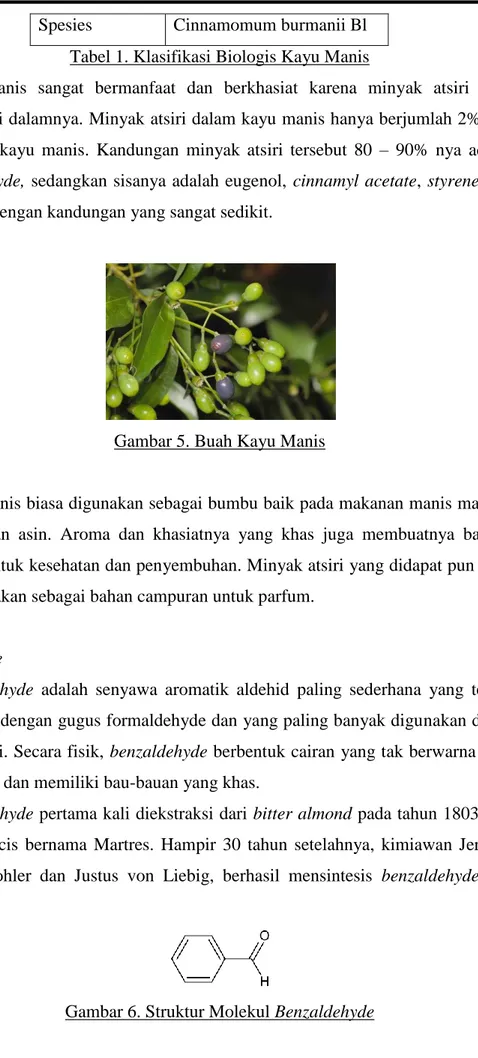 Gambar 5. Buah Kayu Manis    