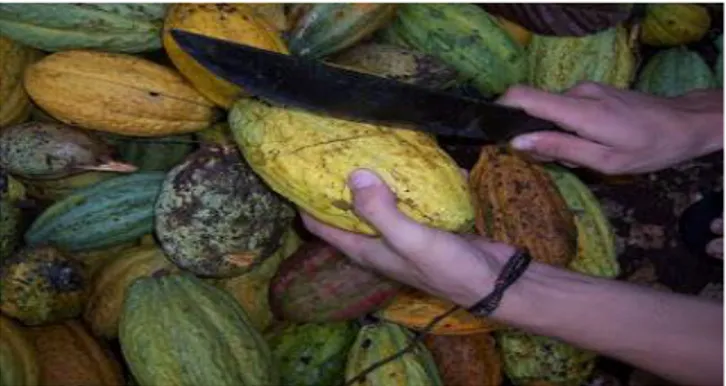 Gambar 2. Membuka kulit buah kakao menggunakan pisau 