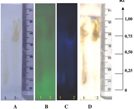 Gambar 3. Kromatogram hasil KLT (1) fraksi larut asetonitril, (2) tidak larut  asetonitril (A) Visibel (Sinar tampak) (B) dengan deteksi UV 254 , (C)  UV 366 , (D) Serium (IV) sulfat