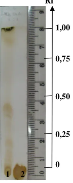 Gambar 2. Kromatogram hasil KLT (1) fraksi larut etil asetat dan (2) fraksi tidak  larut etil asetat dengan deteksi Serium (IV) sulfat