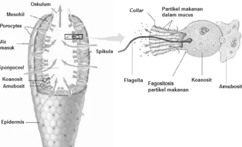 Gambar 1. Bagian organ sponga 