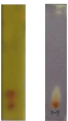 Gambar 11. Kromatogram hasil KLT dari ekstrak metanol sponga C21 yang  dielusi dengan DCM:MeOH 9:1 dengan (a.) direaksikan dengan Dragendorf,  (b.) direaksikan dengan DPPH