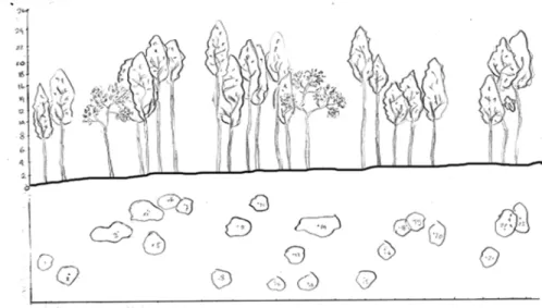 Gambar 7. Profil Diagram Tegakan Hutan arah  lereng Selatan di Cagar Alam      Sibolangit 