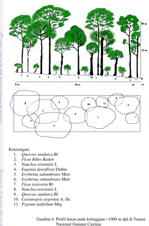 Gambar 6. Profil hutan pada ketinggian &lt;1000 m dpl di Taman           Nasional Gunung Ciremai 