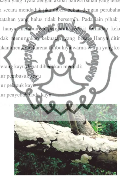 Gambar 2.2 Jamur Perusak Kayu 