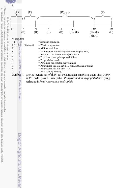 Gambar 1  Skema penelitian efektivitas penambahan simplisia daun sirih Piper 